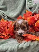 Alvin, a male Cavapoo for sale in Tuscola, IL – 2 of 3