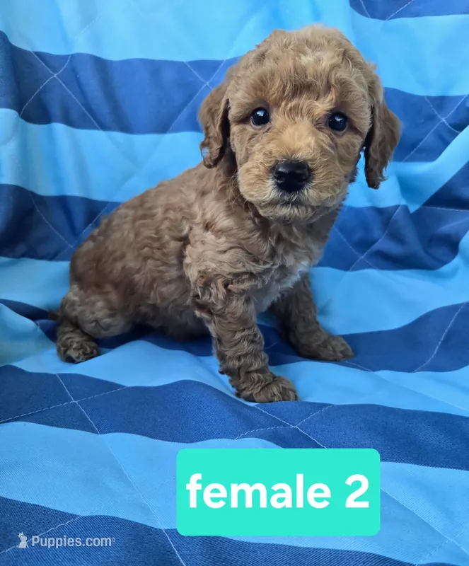 Hazel – Miniature Goldendoodle puppy for sale in Tuscola, IL