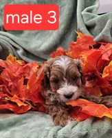 Alvin, a male Cavapoo for sale in Tuscola, IL – 1 of 3