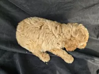 Rufus, a male Miniature Goldendoodle for sale in Tuscola, IL – 3 of 3