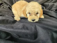 Honey, a female Miniature Goldendoodle for sale in Tuscola, IL – 2 of 3