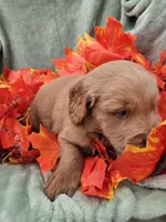 Murphy, a male Miniature Goldendoodle for sale in Tuscola, IL – 3 of 4