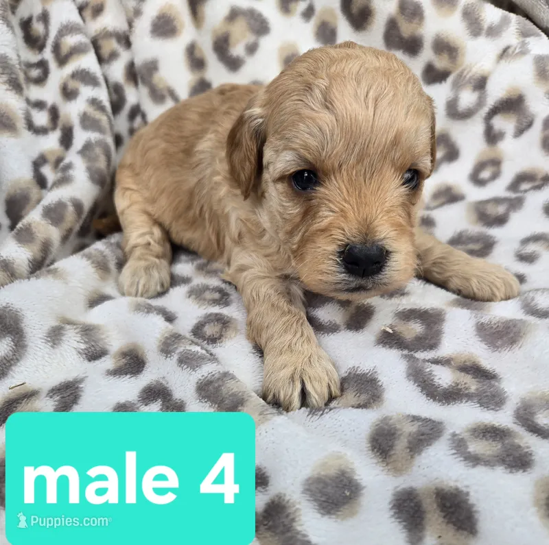 Teddy – Miniature Goldendoodle puppy for sale in Tuscola, IL