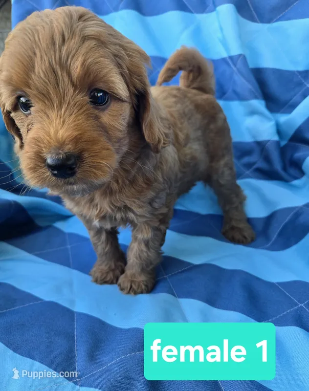 Rosie – Miniature Goldendoodle puppy for sale in Tuscola, IL