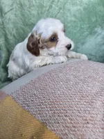 Jack, a male Miniature Goldendoodle for sale in Tuscola, IL – Photo 3 of 3