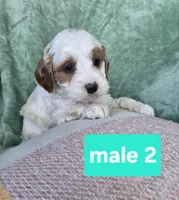 Jack, a male Miniature Goldendoodle for sale in Tuscola, IL – Photo 1 of 3