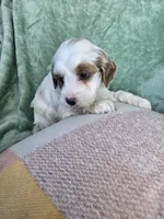 Jack, a male Miniature Goldendoodle for sale in Tuscola, IL – Photo 2 of 3