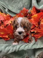 Buster, a male Cavapoo for sale in Tuscola, IL – 3 of 3