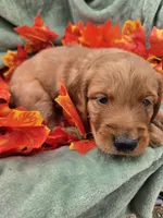 Milo, a male Miniature Goldendoodle for sale in Tuscola, IL – 3 of 4