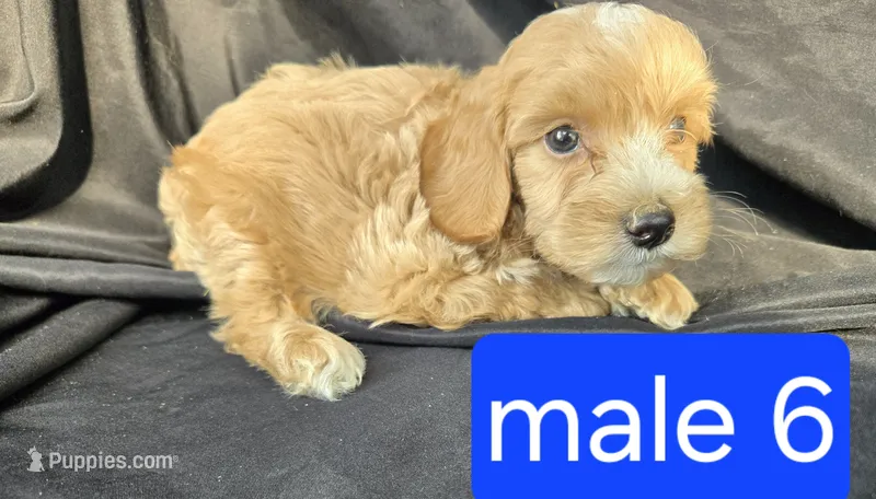 Winston – Miniature Goldendoodle puppy for sale in Tuscola, IL