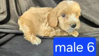 Winston, a male Miniature Goldendoodle for sale in Tuscola, IL – 1 of 3