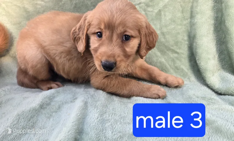 Tucker – Golden Retriever puppy for sale in Tuscola, IL