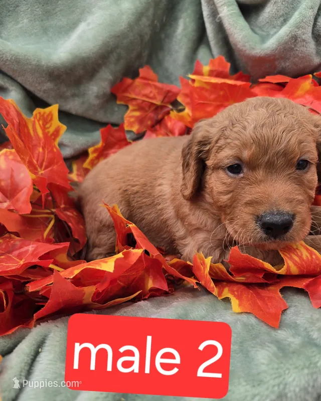 Bear – Miniature Goldendoodle puppy for sale in Tuscola, IL