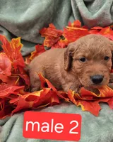 Bear, a male Miniature Goldendoodle for sale in Tuscola, IL – 1 of 3