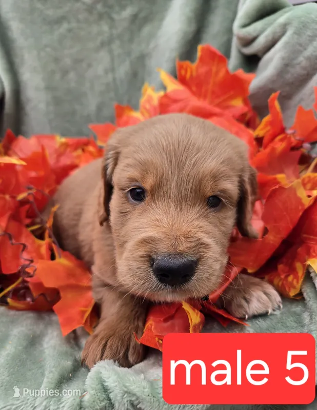 Murphy – Miniature Goldendoodle puppy for sale in Tuscola, IL