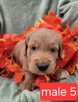 Murphy, a male Miniature Goldendoodle for sale in Tuscola, IL – 1 of 4