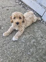 Joni, a male Miniature Goldendoodle for sale in Tuscola, IL – 2 of 2