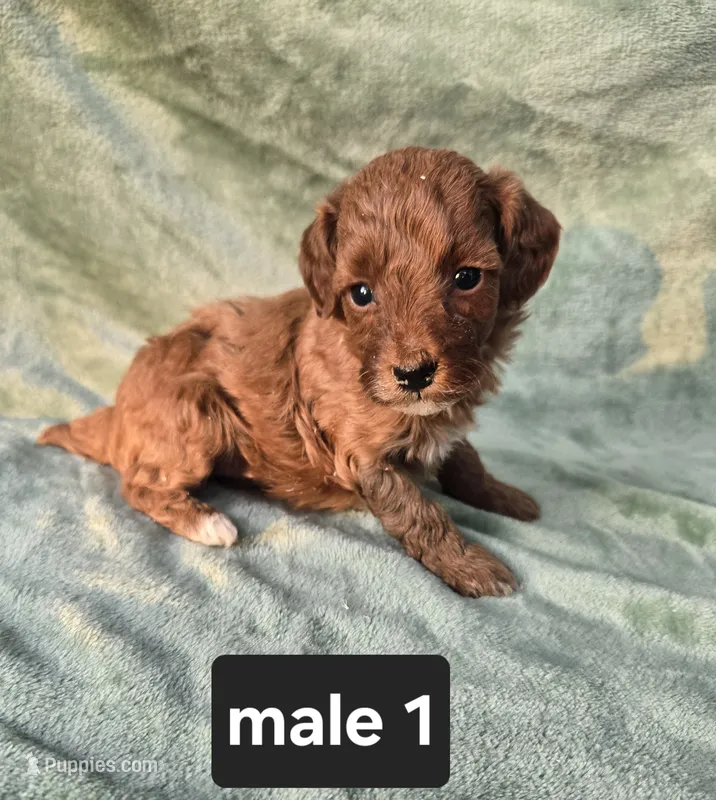 Rufus – Poodle - Miniature  puppy for sale in Tuscola, IL