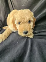 Coco, a female Miniature Goldendoodle for sale in Tuscola, IL – 2 of 3