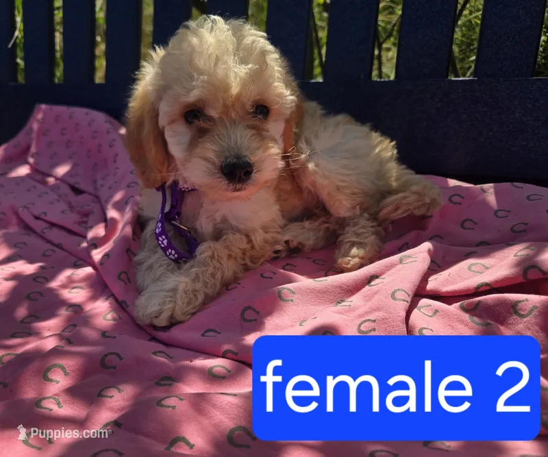 Coco – Miniature Goldendoodle puppy for sale in Tuscola, IL