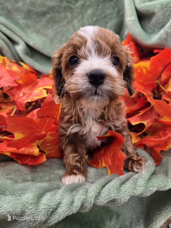 Buster – Cavapoo puppy for sale in Tuscola, IL