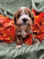 Buster, a male Cavapoo for sale in Tuscola, IL – 1 of 3