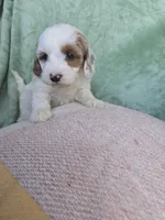 Ember , a female Miniature Goldendoodle for sale in Tuscola, IL – Photo 2 of 3