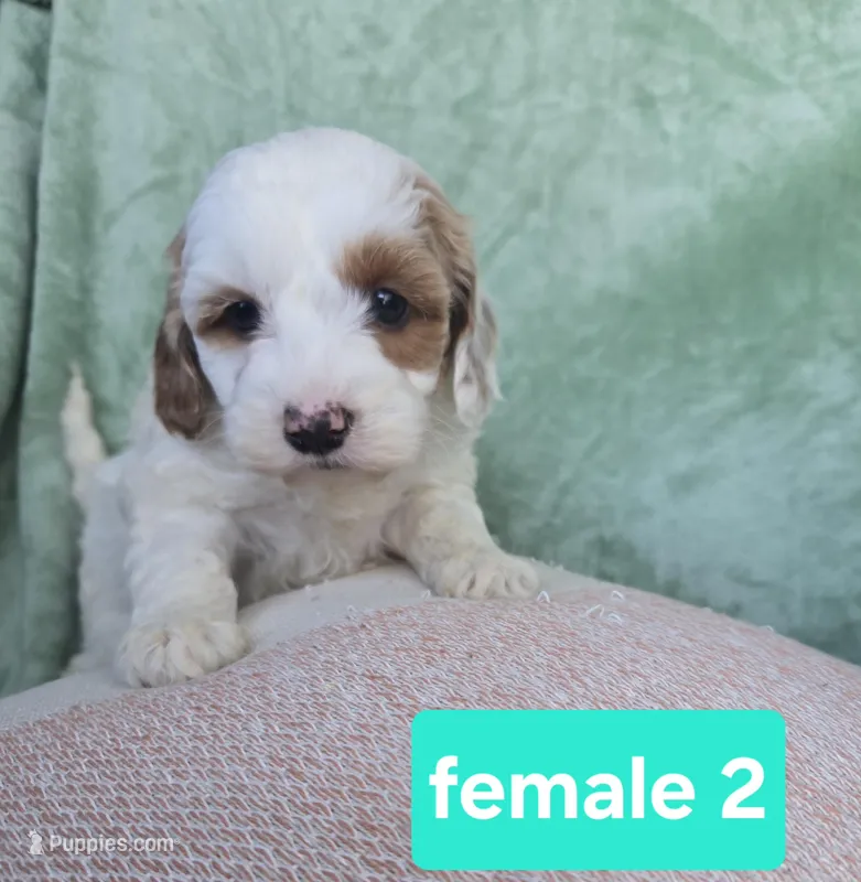 Ember  – Miniature Goldendoodle puppy for sale in Tuscola, IL
