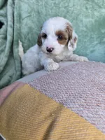 Ember , a female Miniature Goldendoodle for sale in Tuscola, IL – Photo 3 of 3