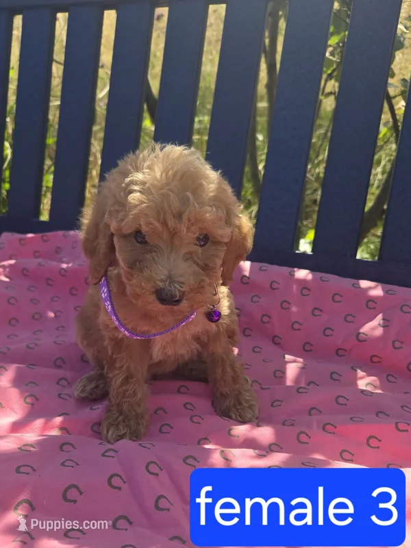 Honey – Miniature Goldendoodle puppy for sale in Tuscola, IL