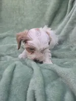 Dexter, a male Poodle - Miniature  for sale in Tuscola, IL – 3 of 3