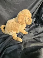 Sadie, a female Miniature Goldendoodle for sale in Tuscola, IL – 2 of 2