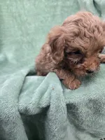 Simon, a male Poodle - Miniature  for sale in Tuscola, IL – 2 of 3