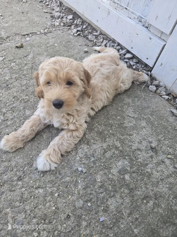 Joni – Miniature Goldendoodle puppy for sale in Tuscola, IL