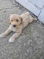 Joni, a male Miniature Goldendoodle for sale in Tuscola, IL – 1 of 2