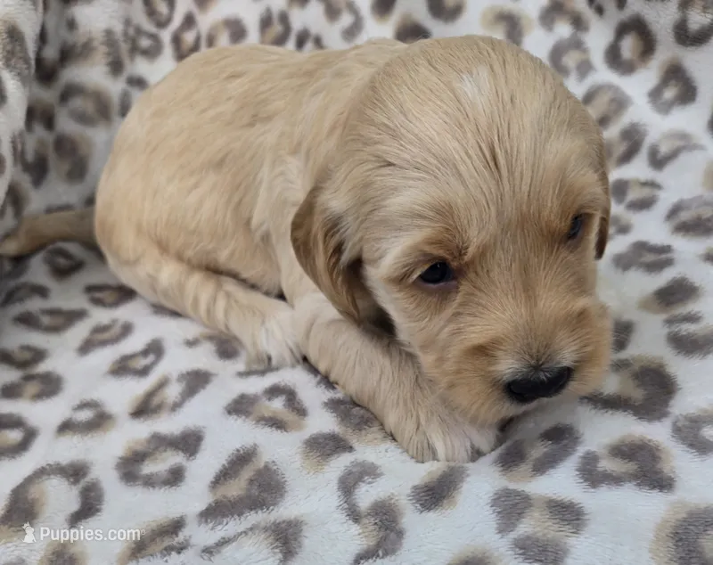 Jon, a male Miniature Goldendoodle for sale in Tuscola, IL – 1 of 2