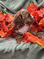 Alvin, a male Cavapoo for sale in Tuscola, IL – 3 of 3