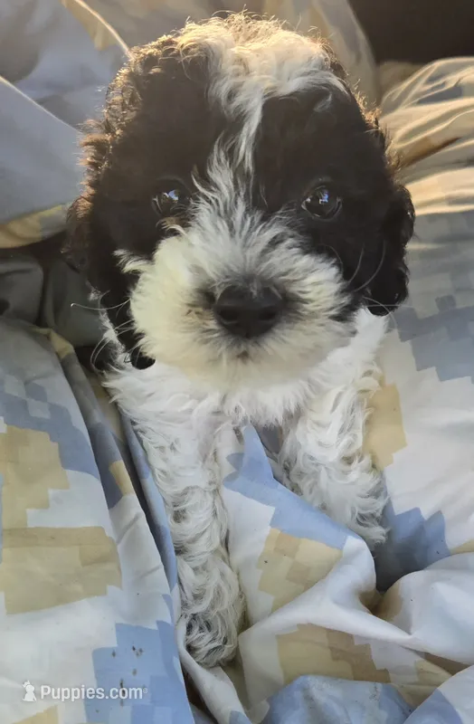Amber – Poodle - Miniature  puppy for sale in Tuscola, IL