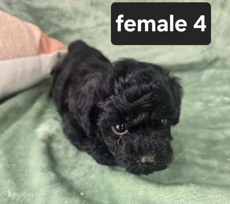 Midnight – Poodle - Miniature  puppy for sale in Tuscola, IL