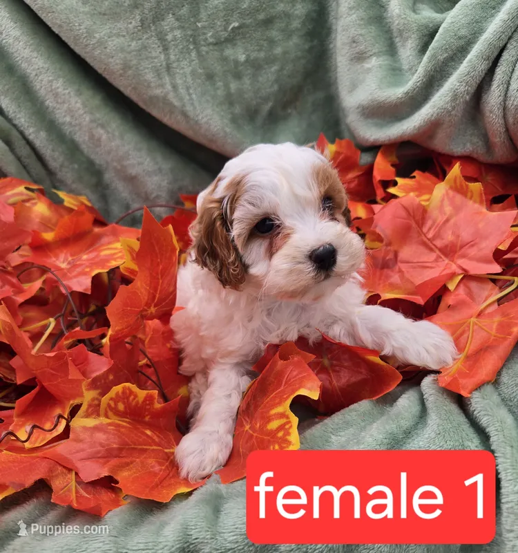 Nola – Cavapoo puppy for sale in Tuscola, IL