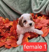 Nola, a female Cavapoo for sale in Tuscola, IL – 1 of 3