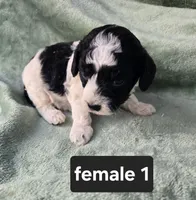 Amber, a female Poodle - Miniature  for sale in Tuscola, IL – 1 of 1