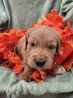 Murphy, a male Miniature Goldendoodle for sale in Tuscola, IL – 2 of 4
