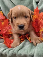 Hank, a male Miniature Goldendoodle for sale in Tuscola, IL – 3 of 4