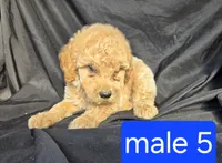 Jasper, a male Miniature Goldendoodle for sale in Tuscola, IL – 3 of 3
