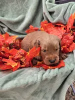 Leo, a male Miniature Goldendoodle for sale in Tuscola, IL – 3 of 3