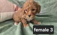Pip, a female Miniature Goldendoodle for sale in Tuscola, IL – 2 of 4