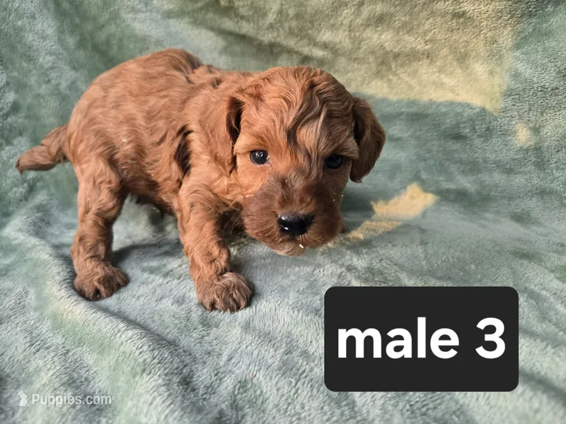 Biscuit – Poodle - Miniature  puppy for sale in Tuscola, IL