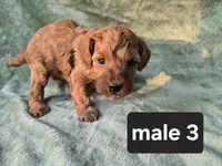 Biscuit, a male Poodle - Miniature  for sale in Tuscola, IL – 1 of 1
