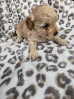 Teddy, a male Miniature Goldendoodle for sale in Tuscola, IL – 3 of 4